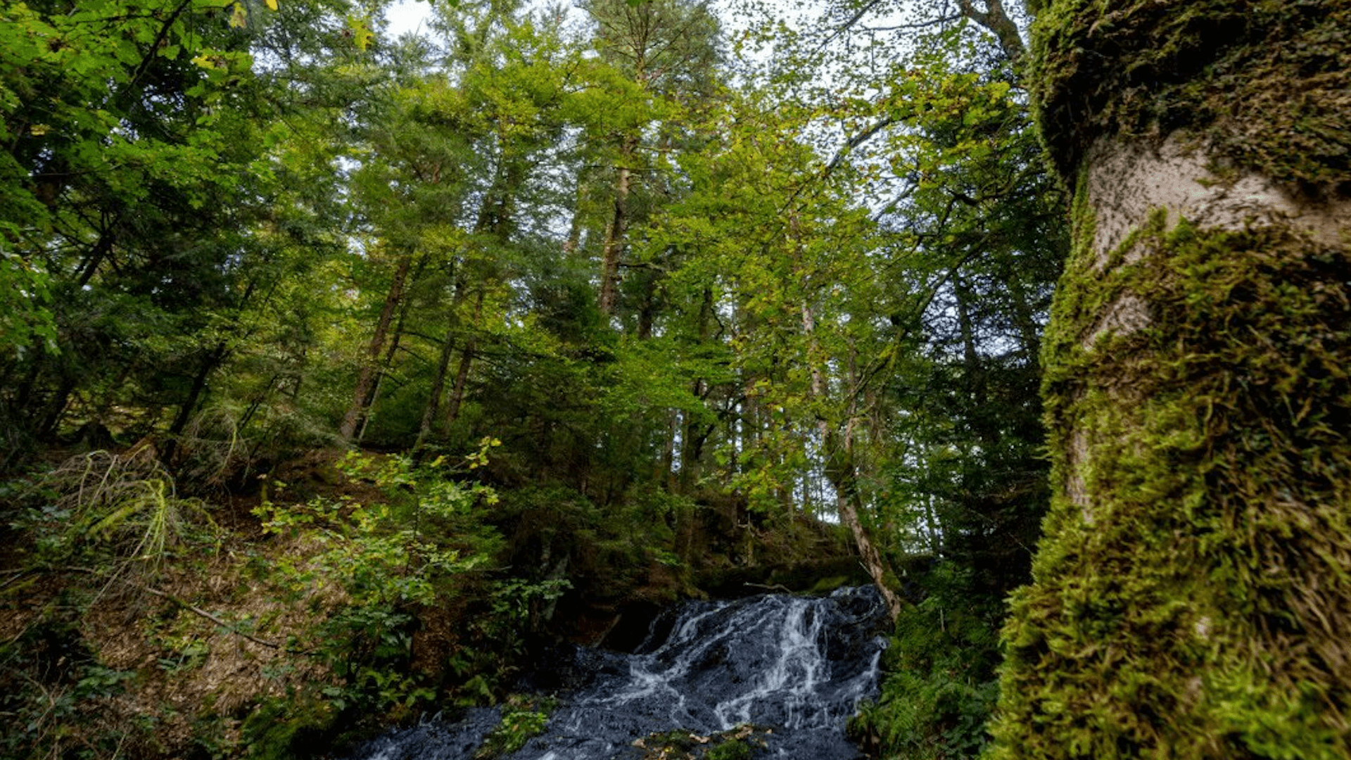 Cascade dans la forêt des Vosges, randonnée, nature sauvage