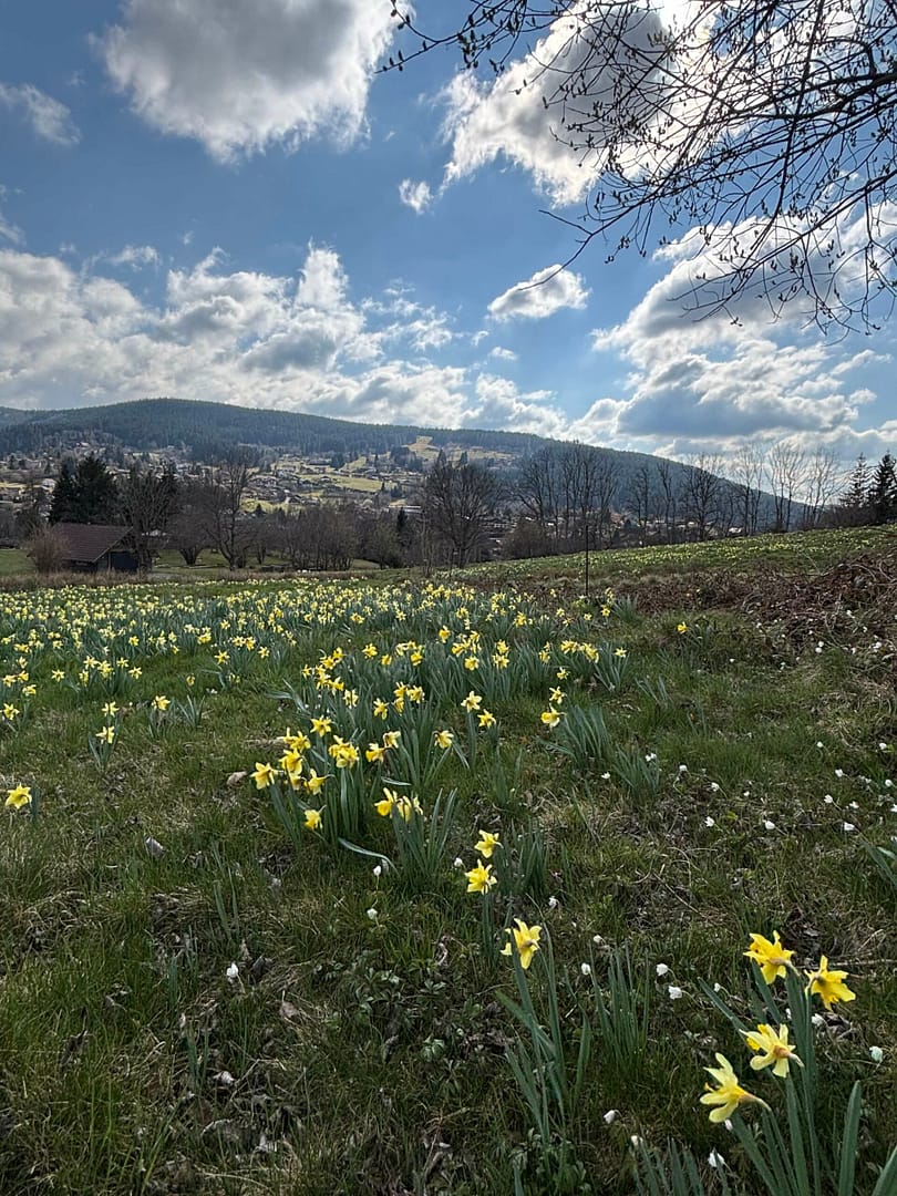Champ de jonquilles en fleurs dans les Vosges au Vacances printemps Vosges.